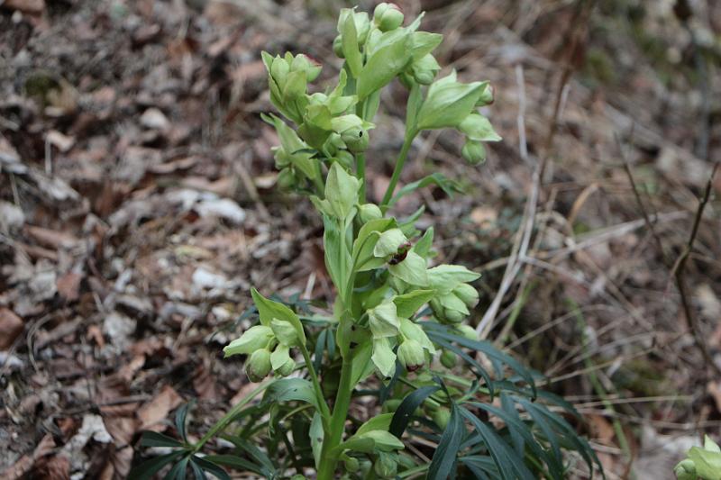 160313schatzberg (13).jpg